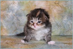 Female Siberian Kitten from Deedlebug Siberians